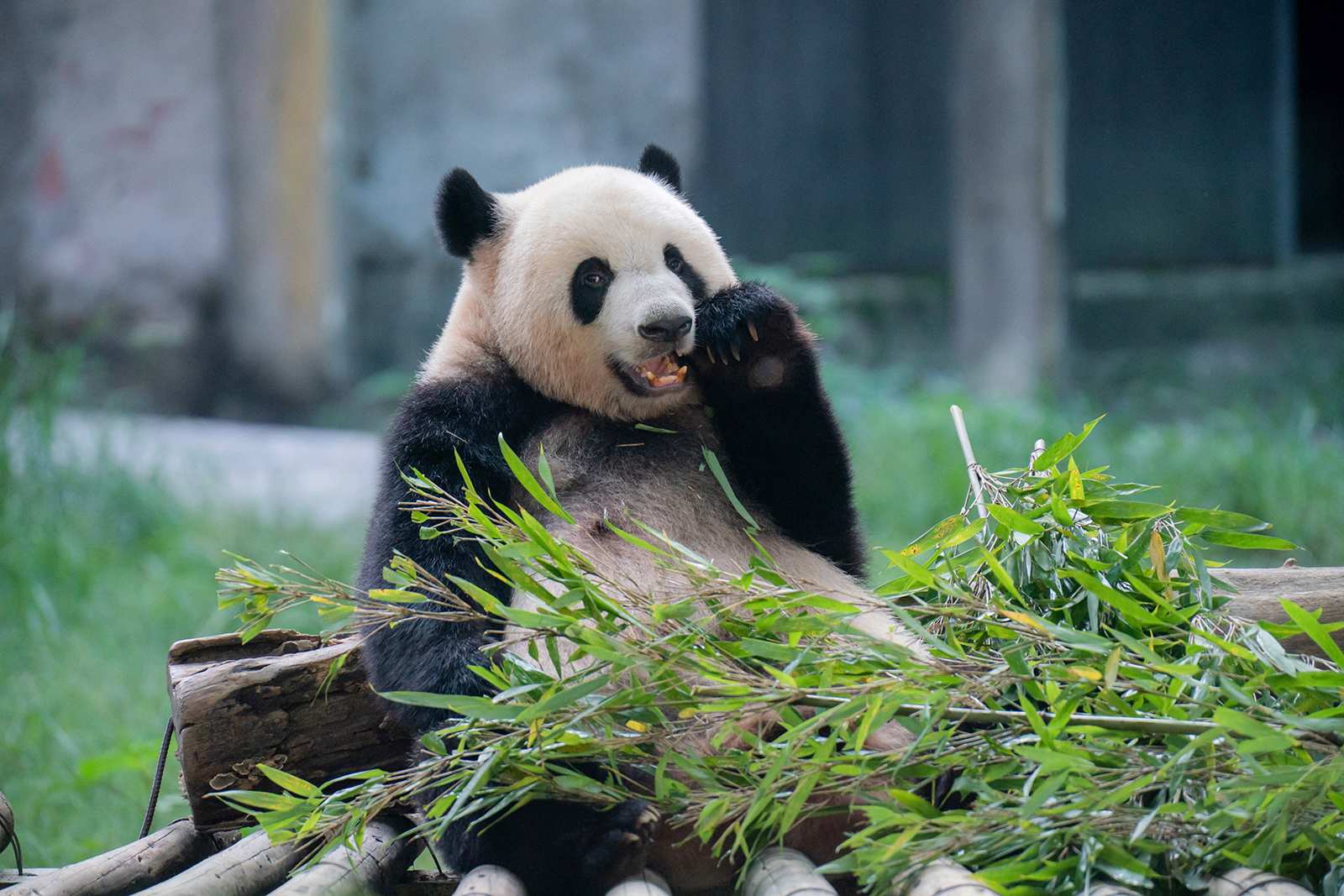 Xi indicates China will once again send pandas to US zoos - Red State